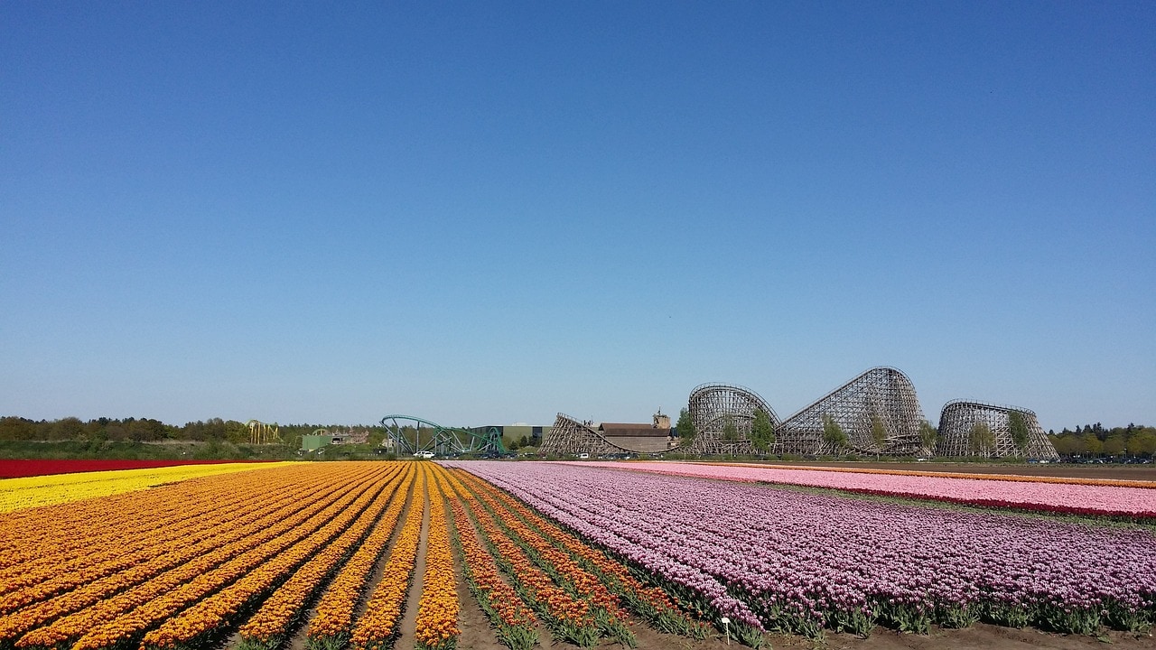 שדות פרחים ליד גן השעשועים טוברלנד